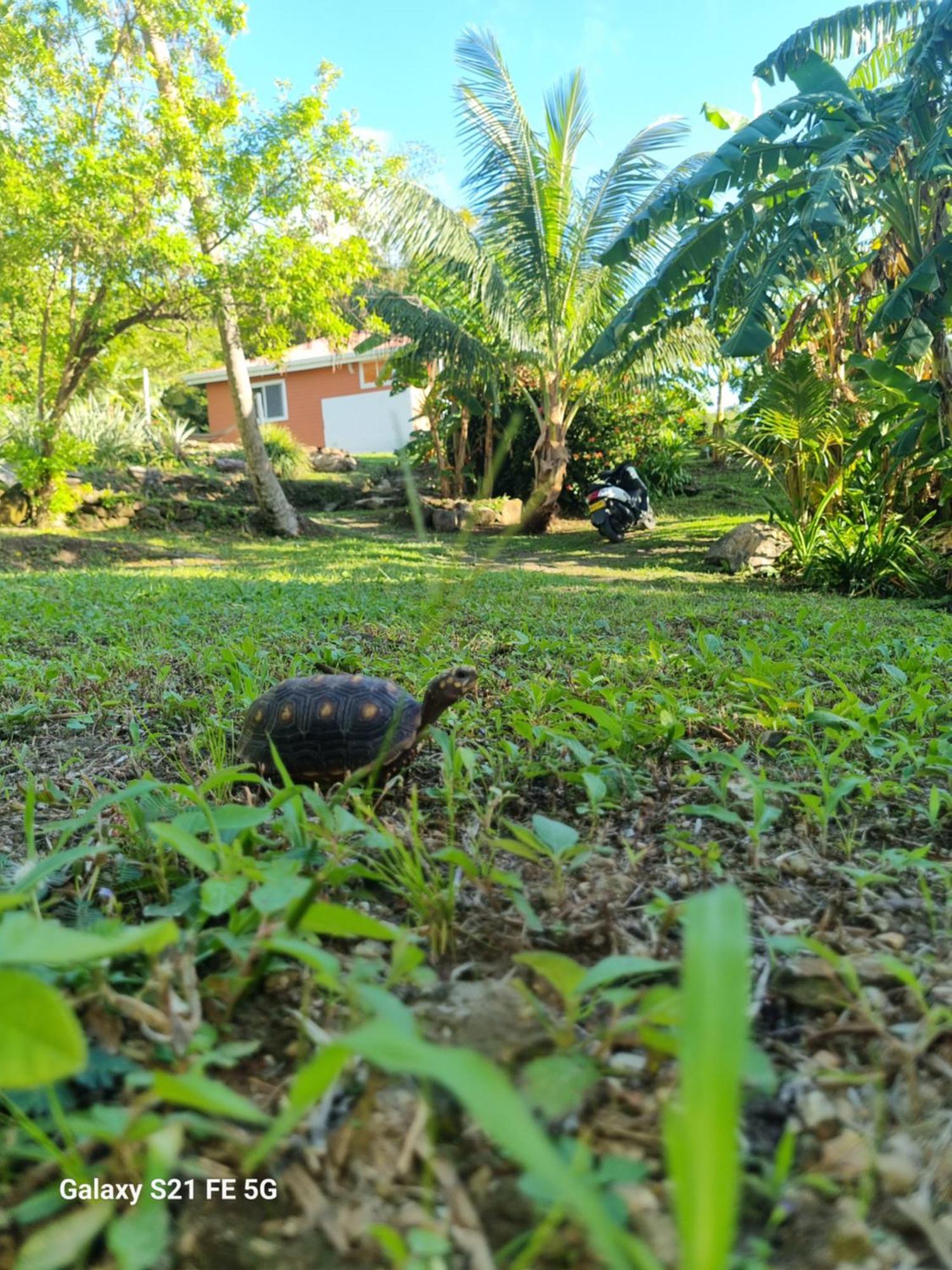 Frenchy'S Villa Aguadulce Bagian luar foto